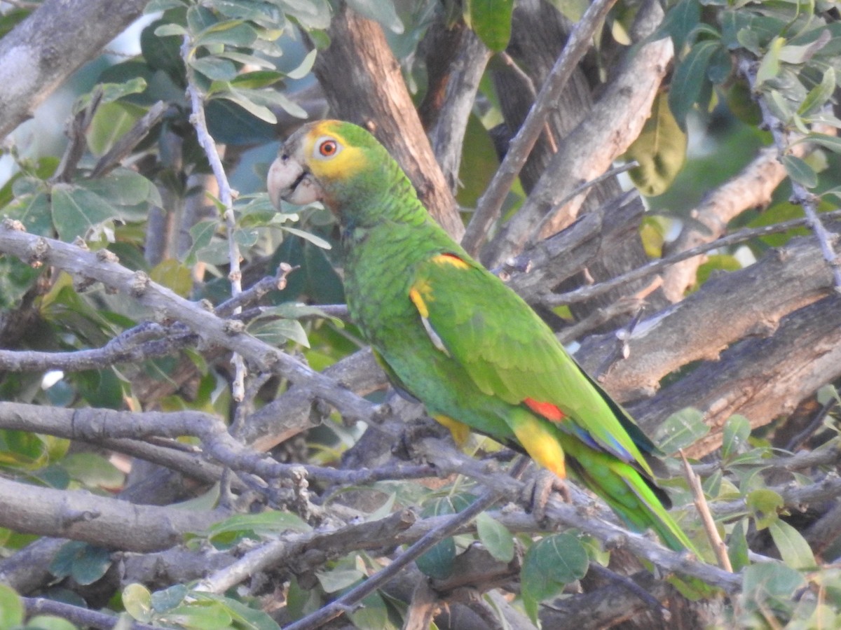 Yellow-shouldered Parrot - ML620410569