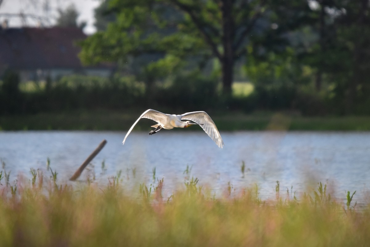 Eurasian Spoonbill - ML620410572