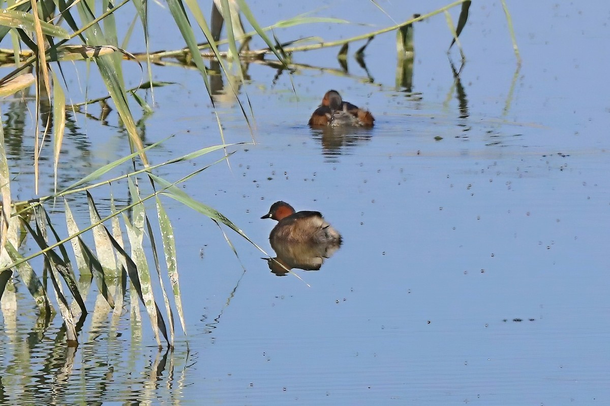 Little Grebe - Leonardo Rassu