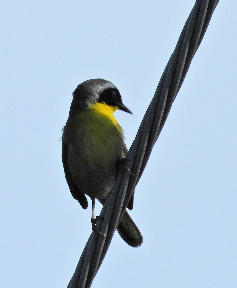 Paruline masquée - ML620410579