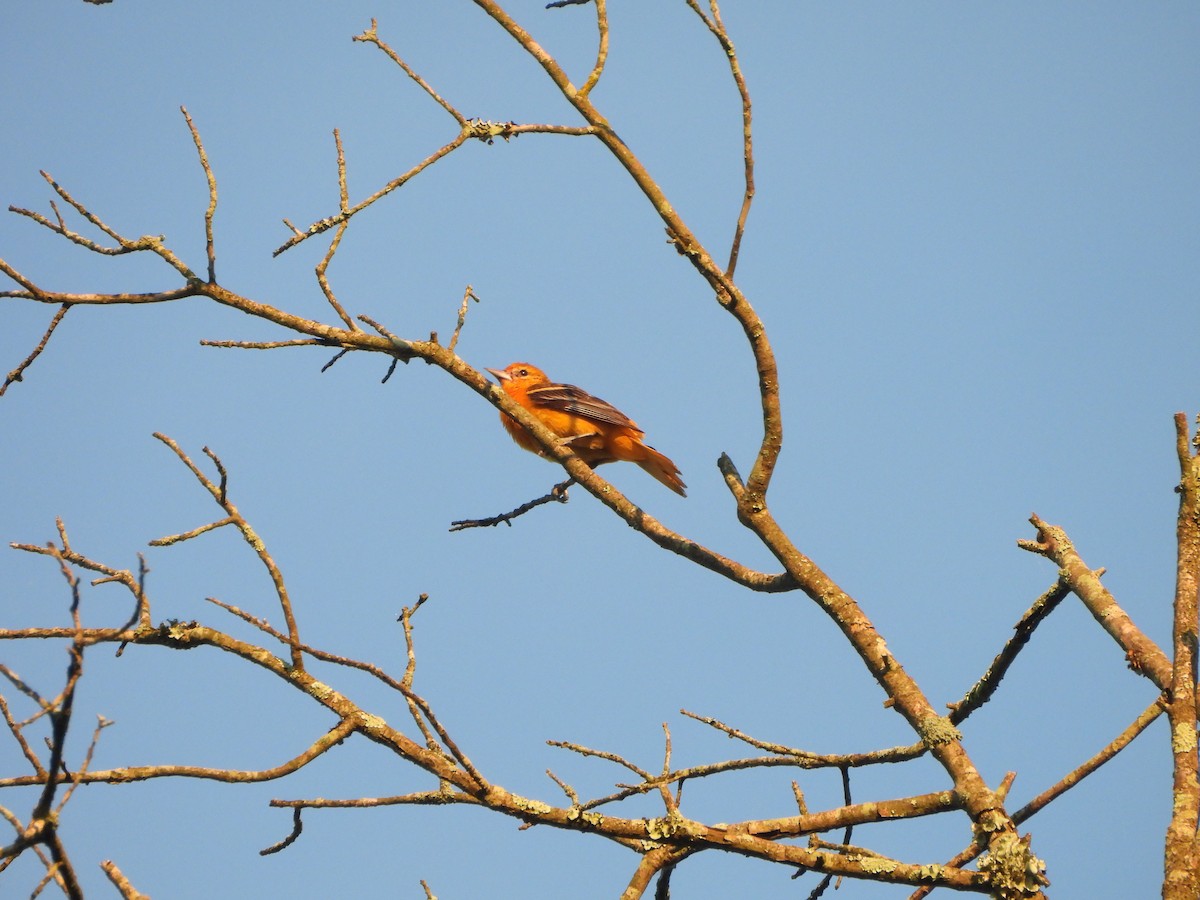 Baltimore Oriole - ML620410588