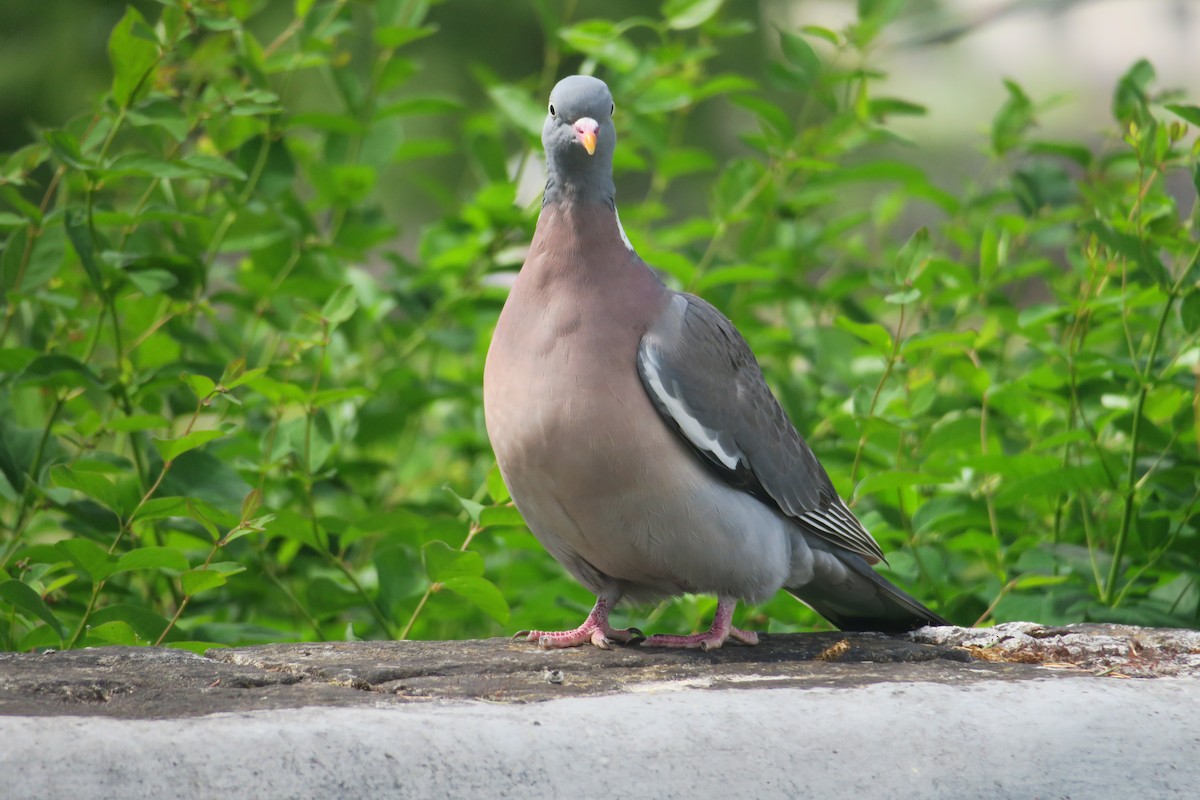 Common Wood-Pigeon - ML620410592