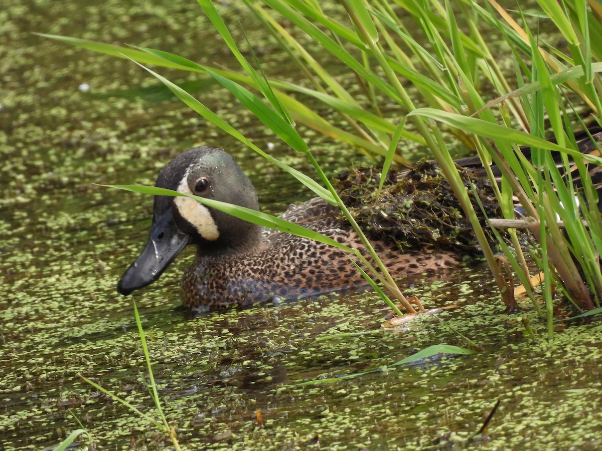 Blue-winged Teal - ML620410597