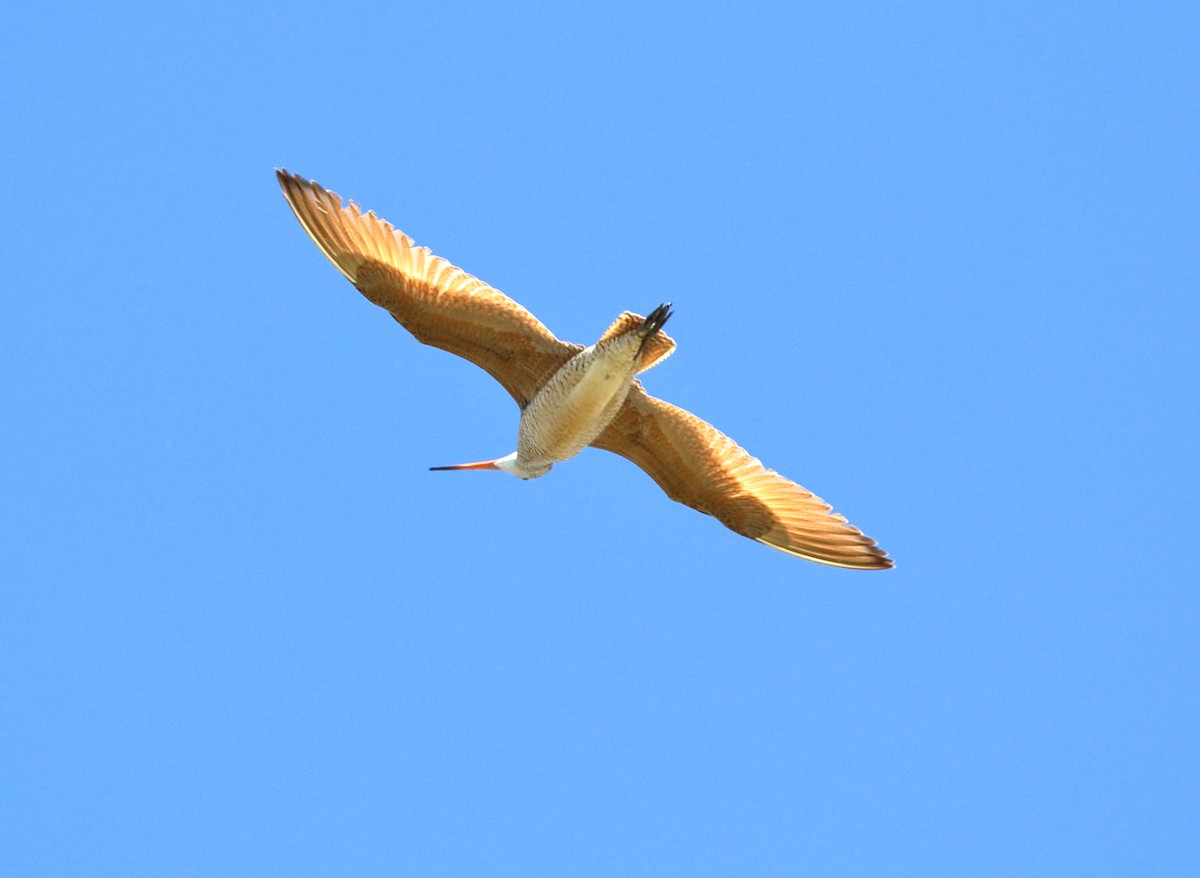 Marbled Godwit - ML620410599