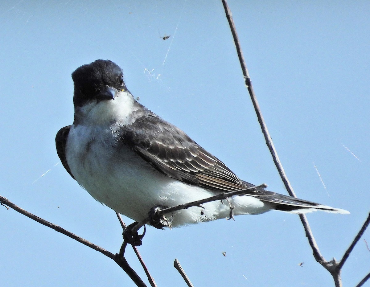 Eastern Kingbird - ML620410604