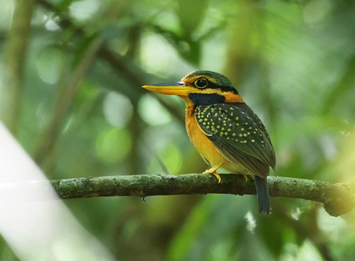 Rufous-collared Kingfisher - ML620410607