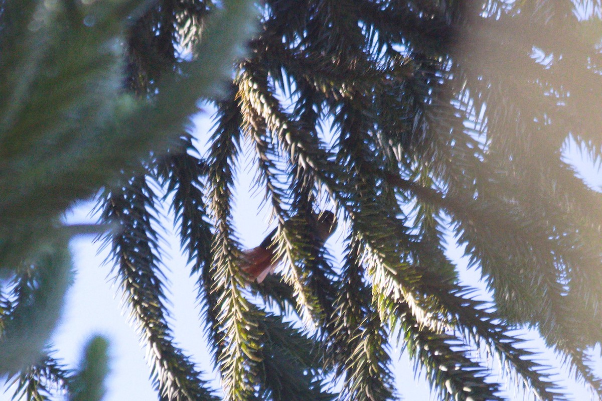 Pallid Spinetail - ML620410608