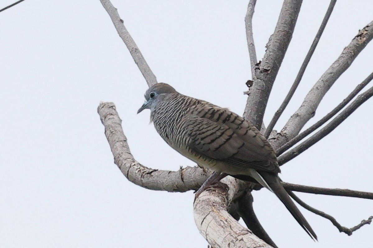 Zebra Dove - ML620410614