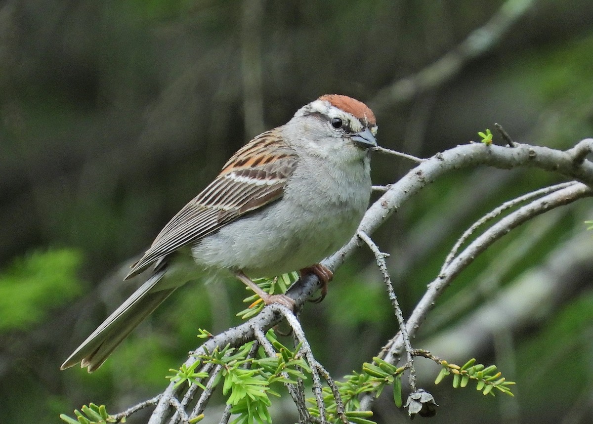 Chipping Sparrow - ML620410621