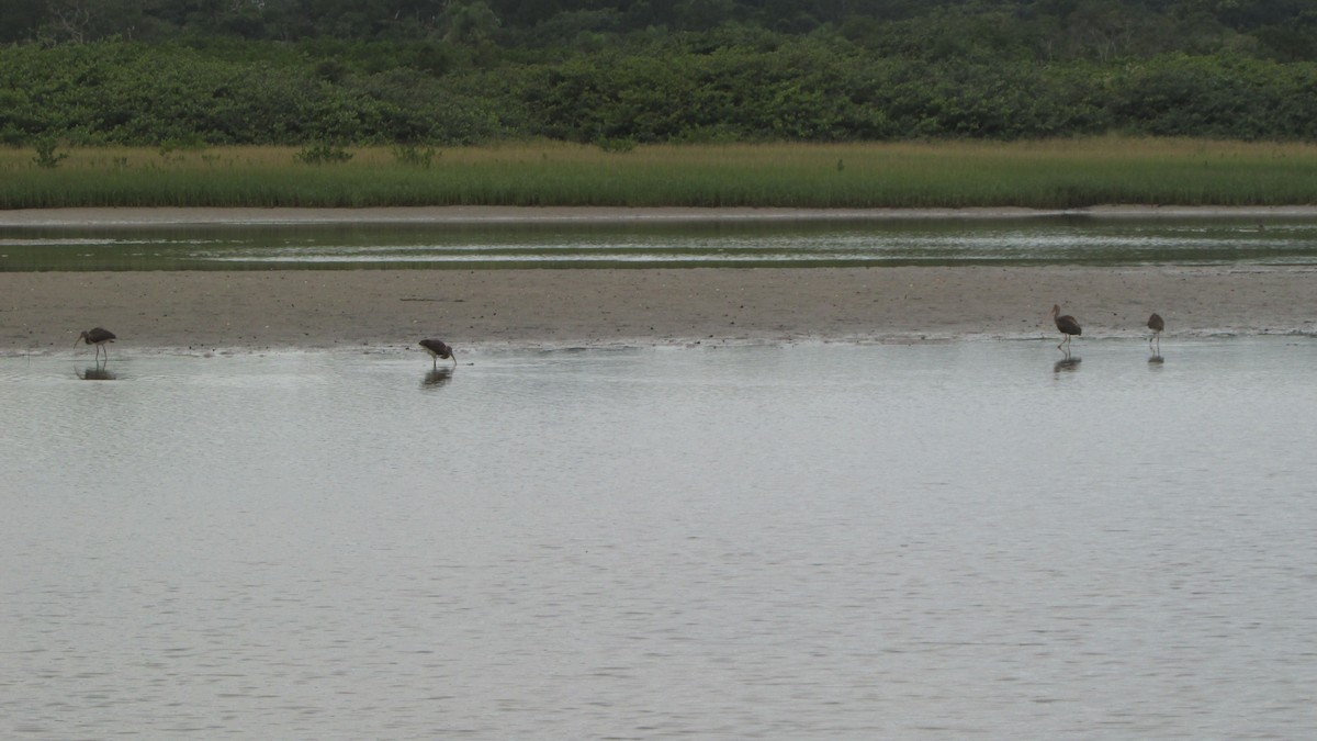 Scarlet Ibis - ML620410623