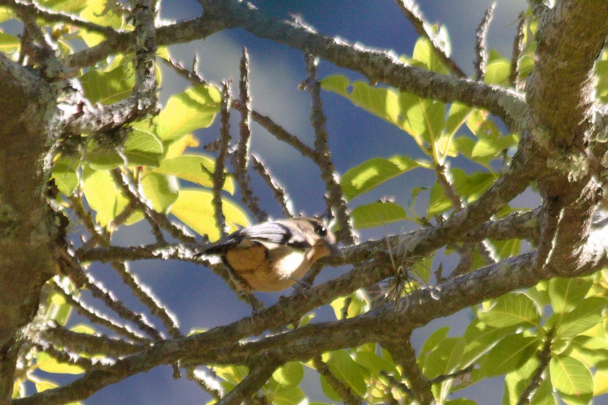 Black-goggled Tanager - ML620410625