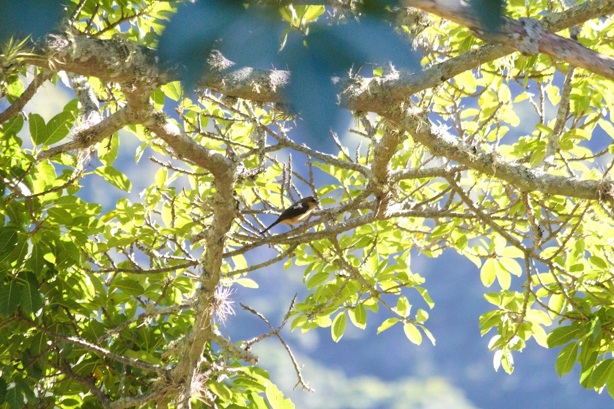 Black-goggled Tanager - ML620410628