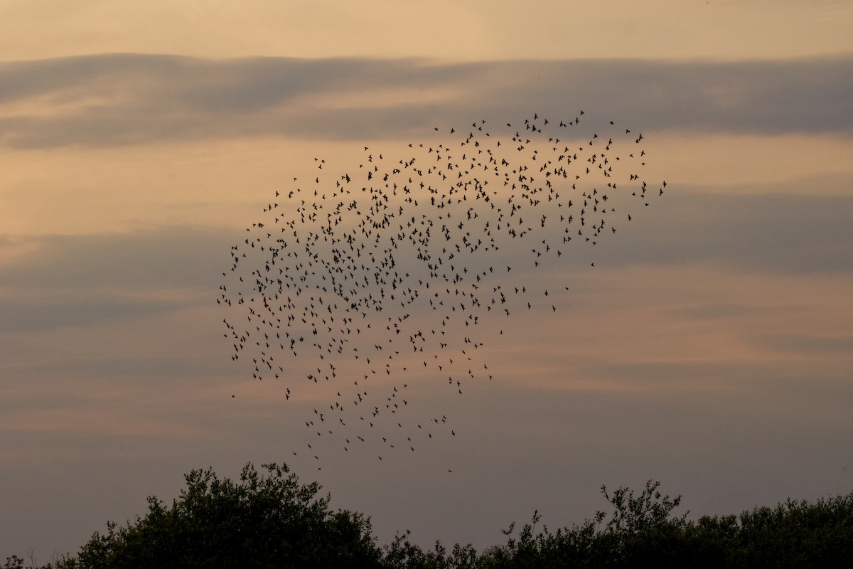 European Starling - ML620410629