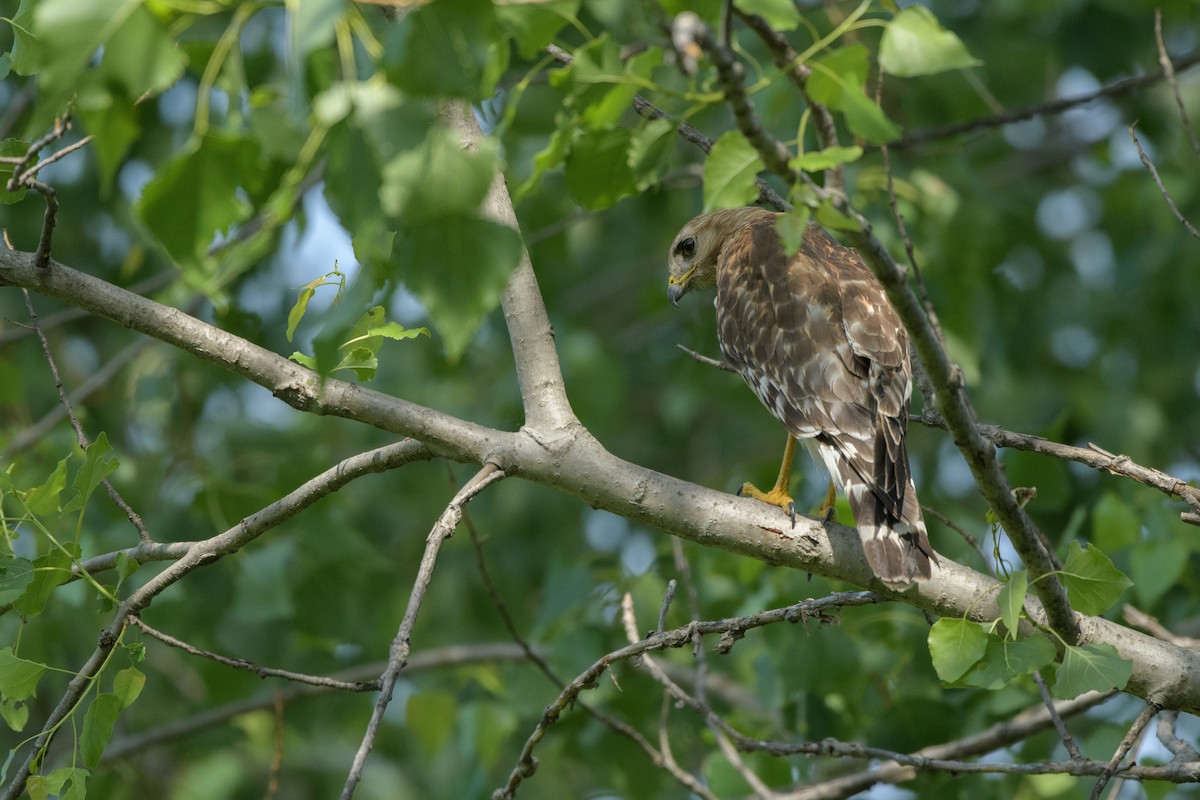 Red-shouldered Hawk - ML620410636