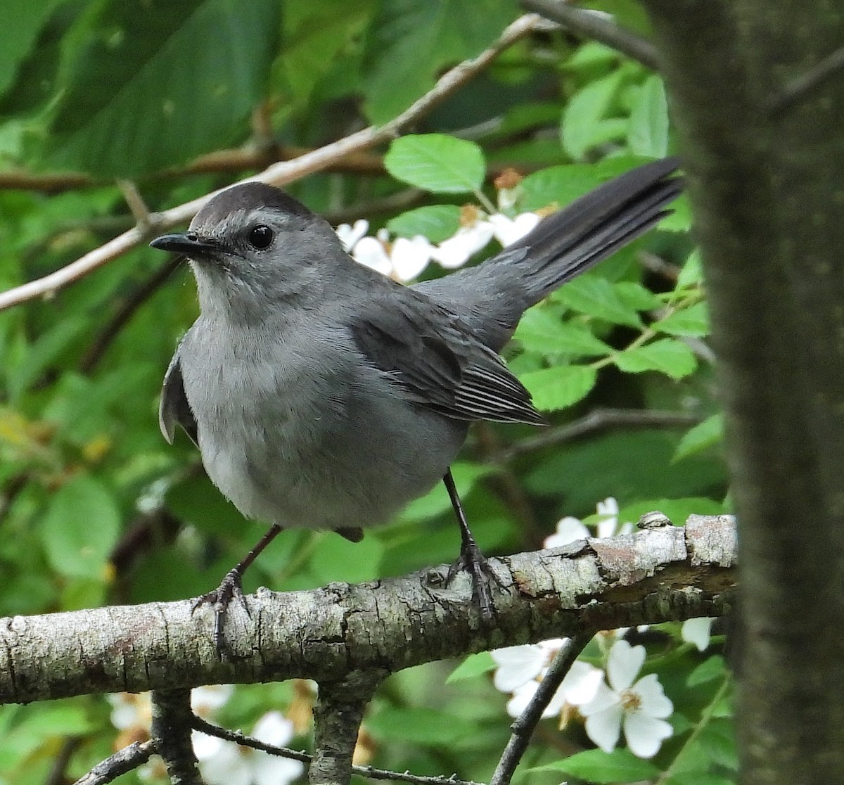 Pájaro Gato Gris - ML620410638