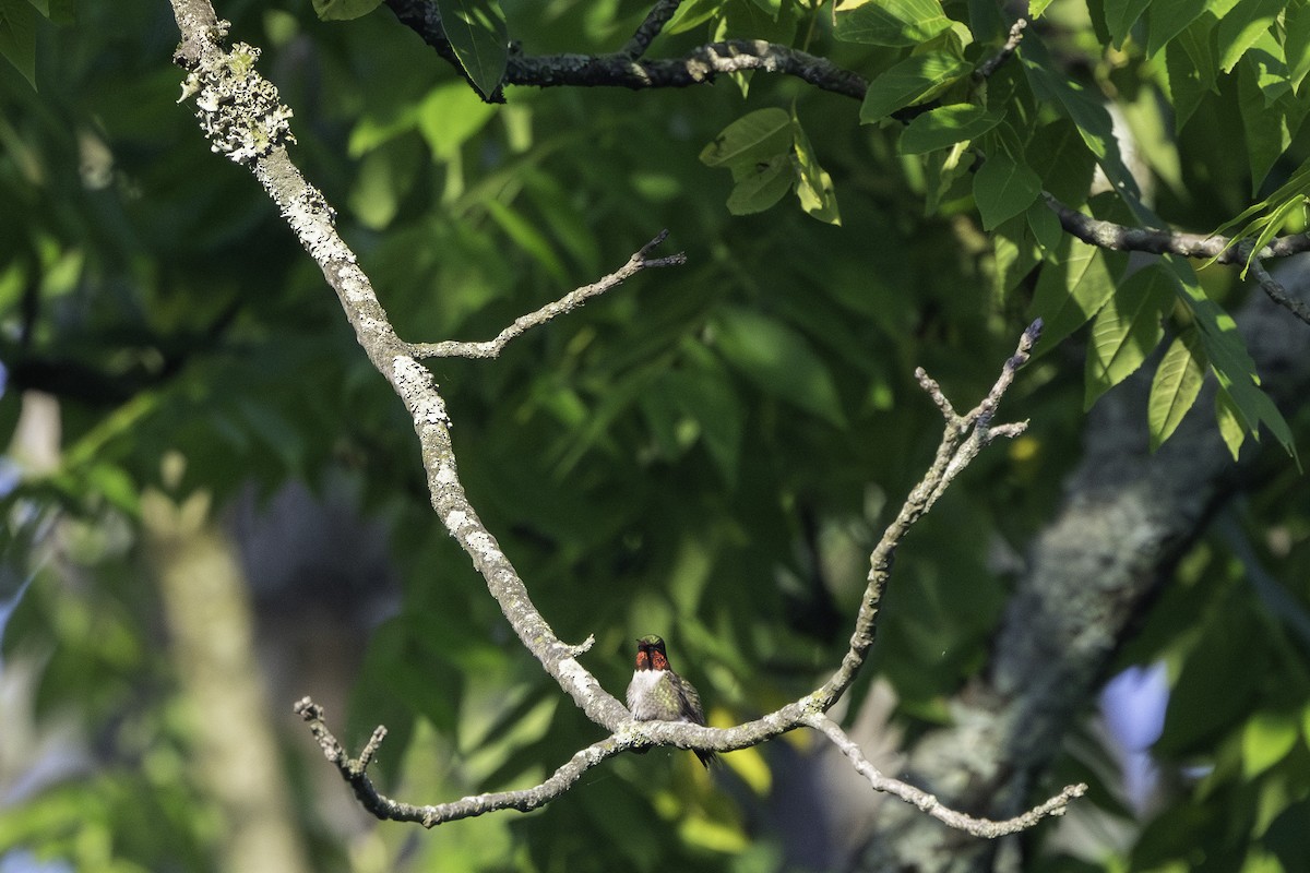 Colibri à gorge rubis - ML620410639