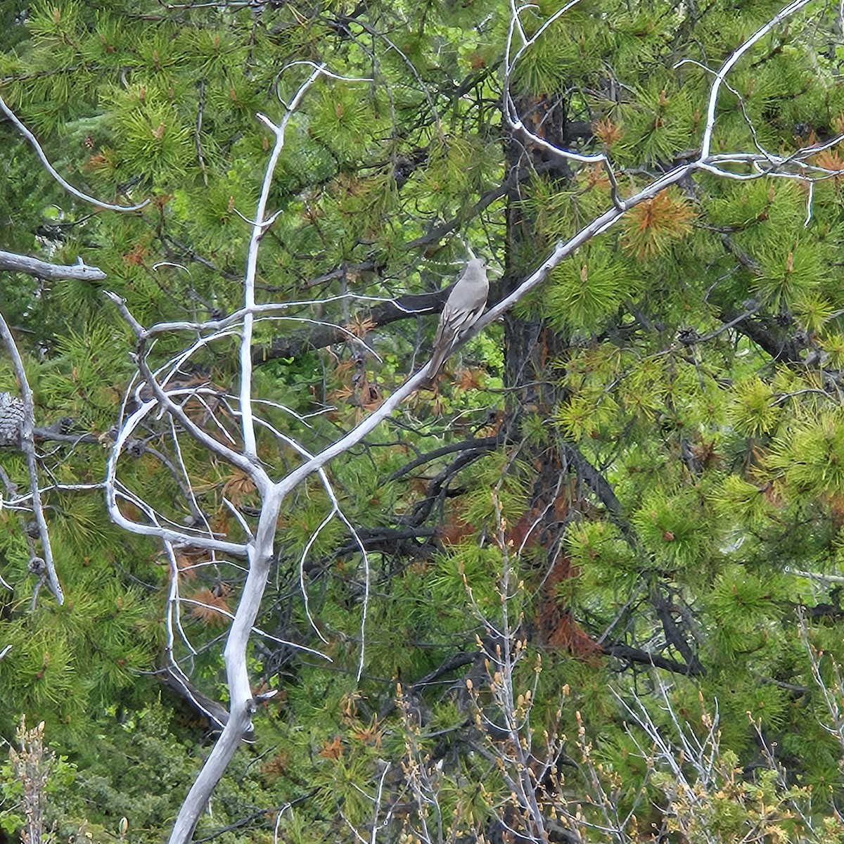 Townsend's Solitaire - ML620410643