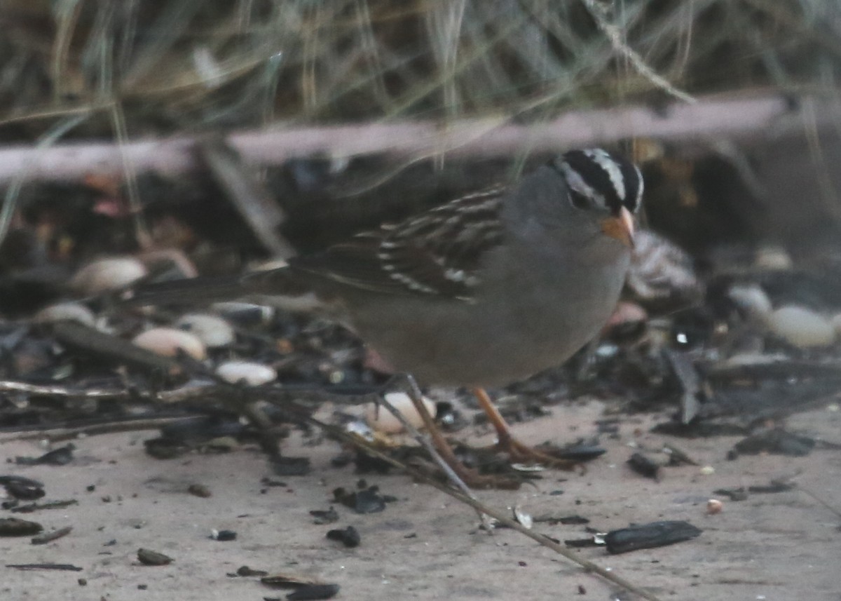 White-crowned Sparrow - ML620410651