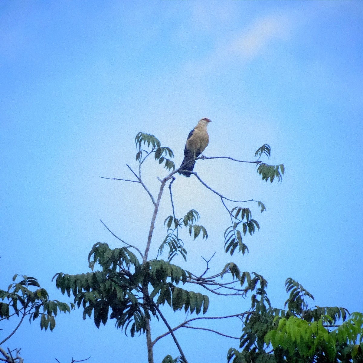 Red-throated Caracara - ML620410652