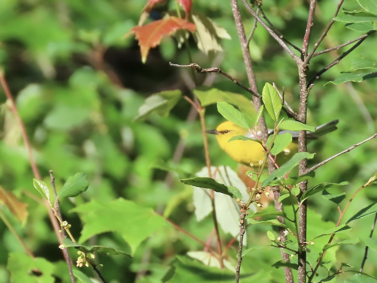 Blue-winged Warbler - ML620410659