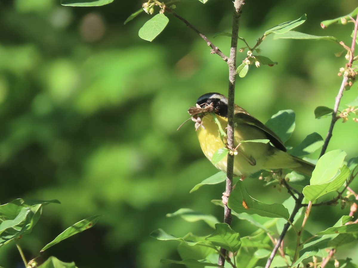 Common Yellowthroat - Marjorie Watson