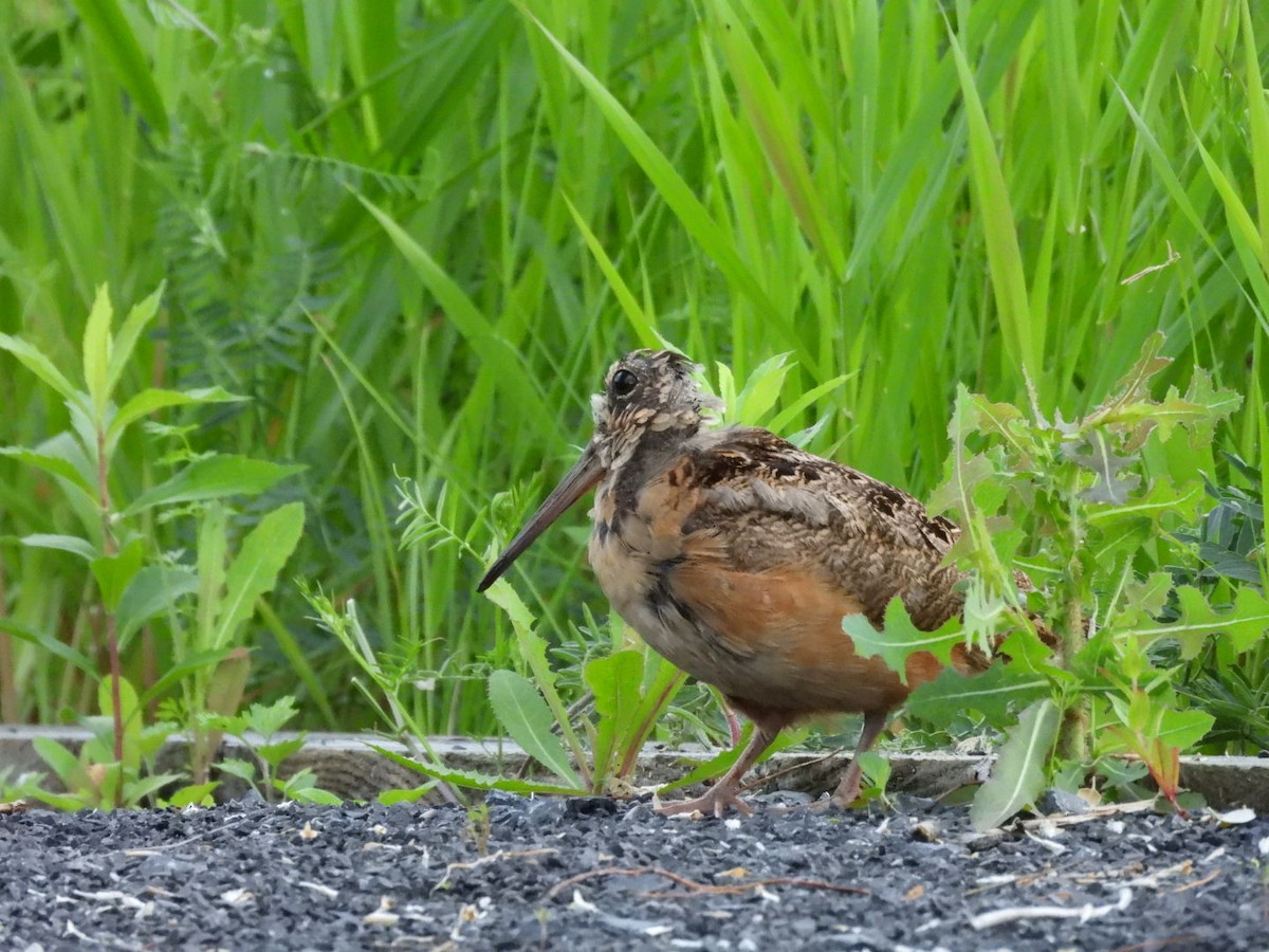 American Woodcock - ML620410664