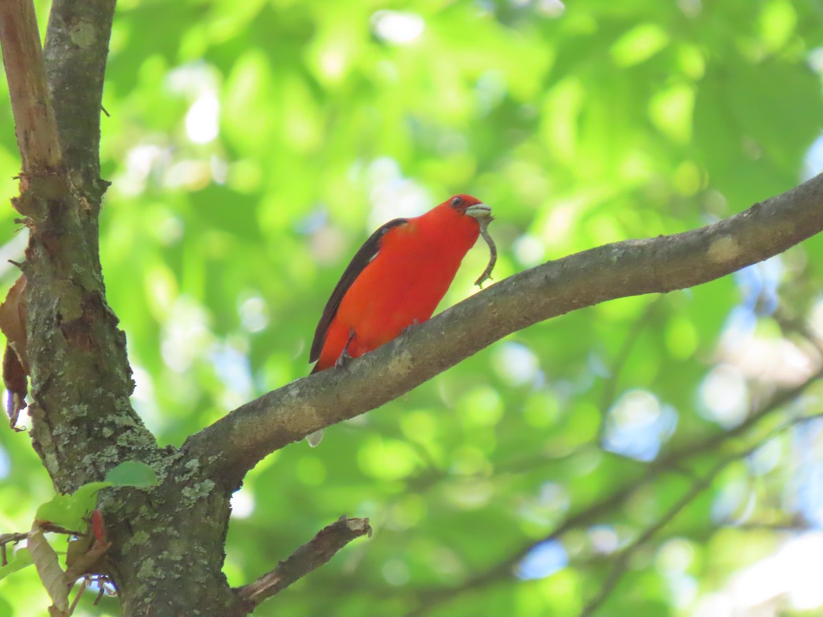 Scarlet Tanager - ML620410665