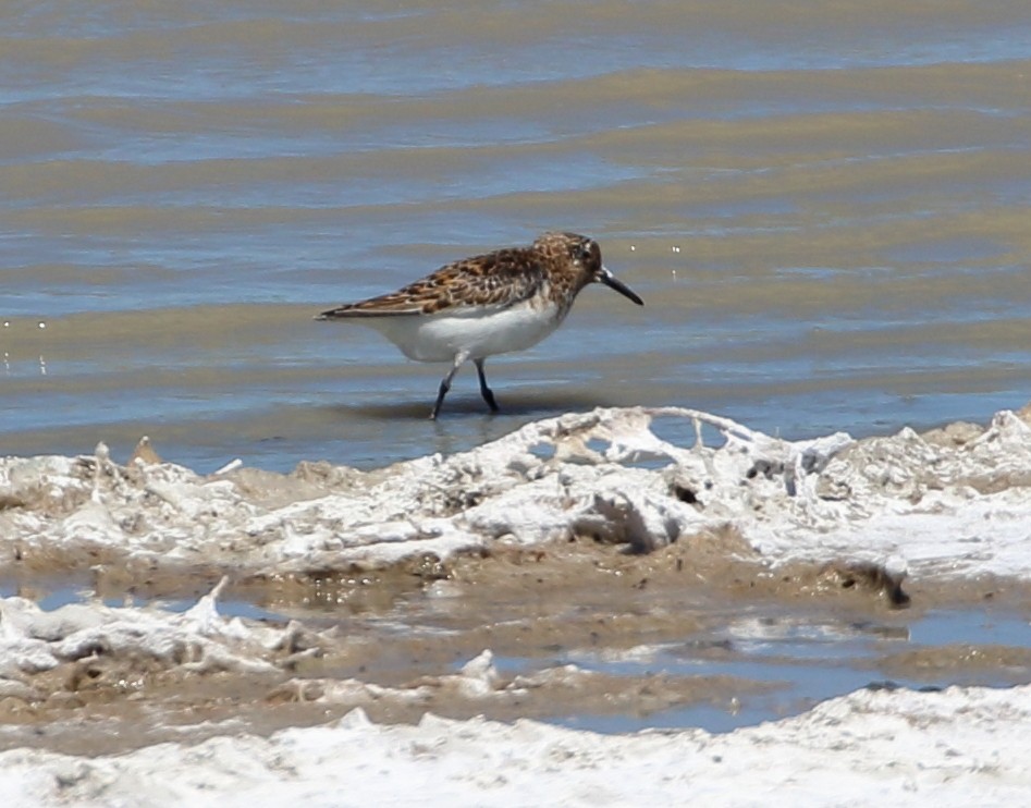 Bécasseau sanderling - ML620410691