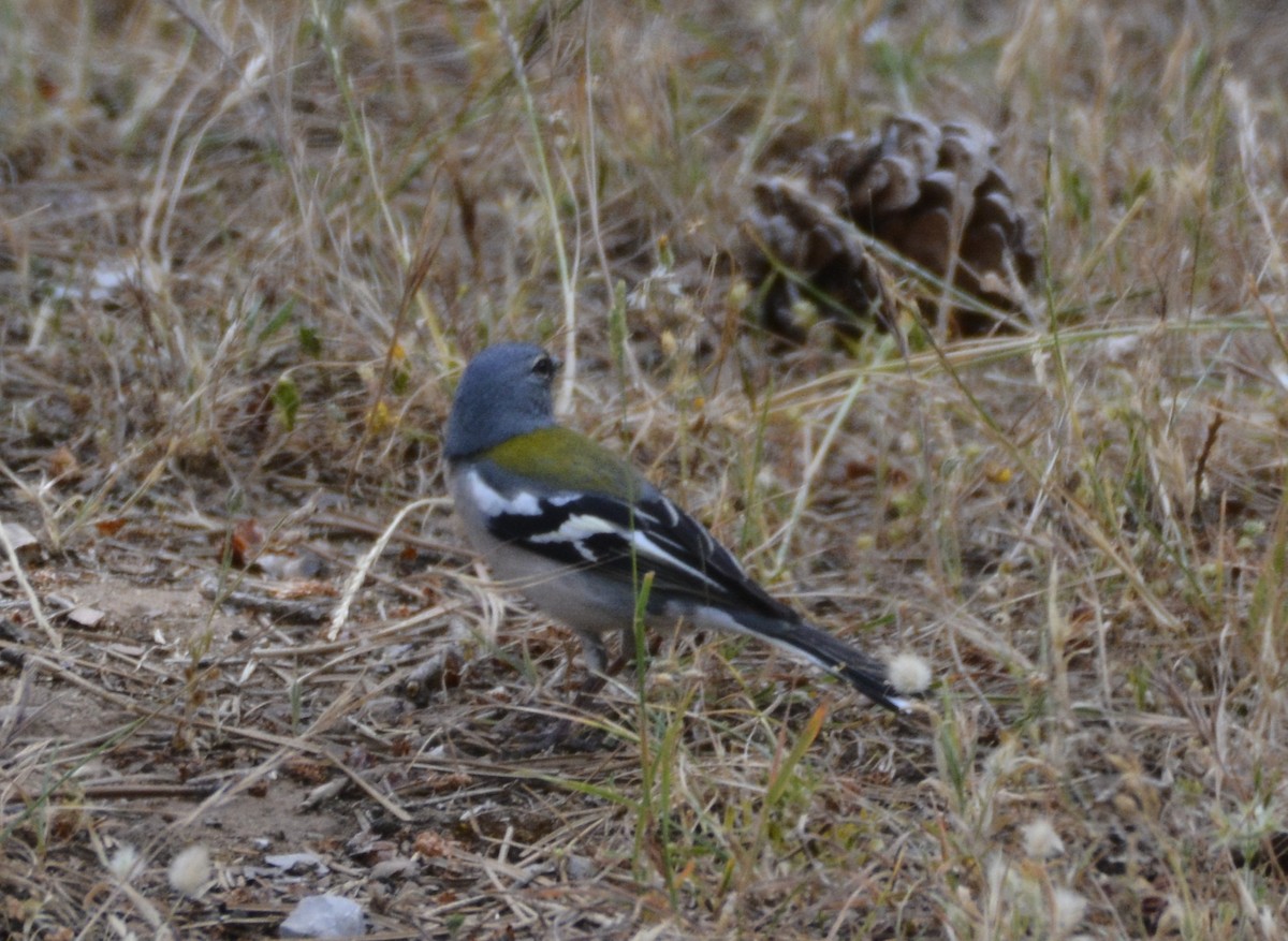 African Chaffinch - ML620410694