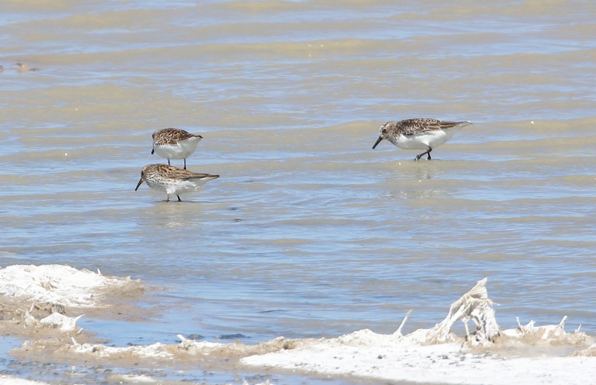 Weißbürzel-Strandläufer - ML620410697