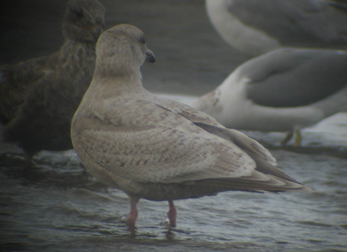 Iceland Gull - ML620410701