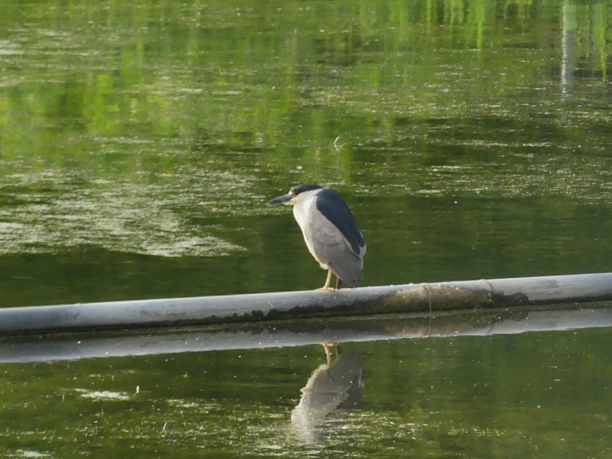 Black-crowned Night Heron - ML620410707