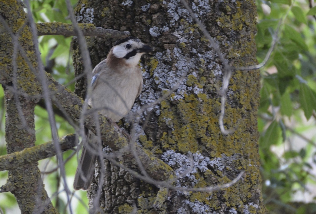 Eurasian Jay (Black-crowned) - ML620410708