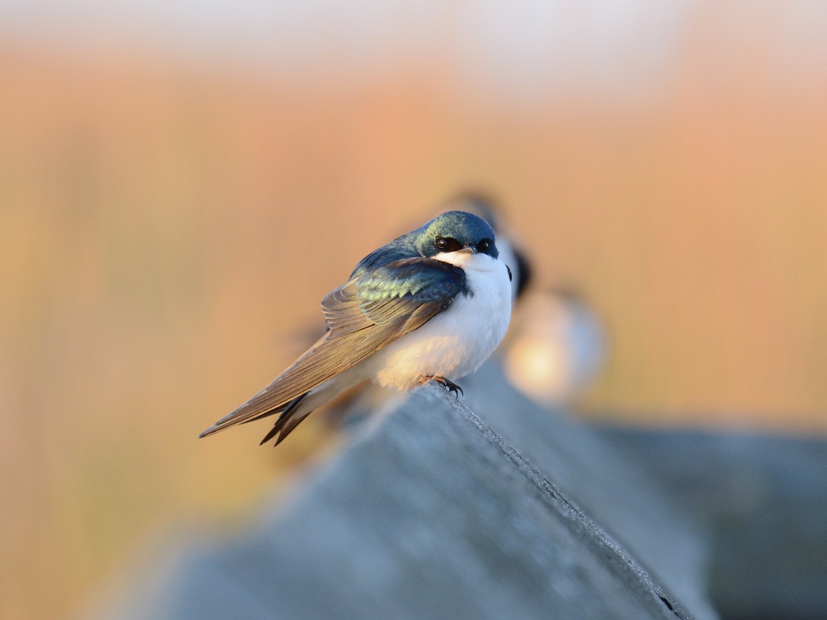 Tree Swallow - ML620410716