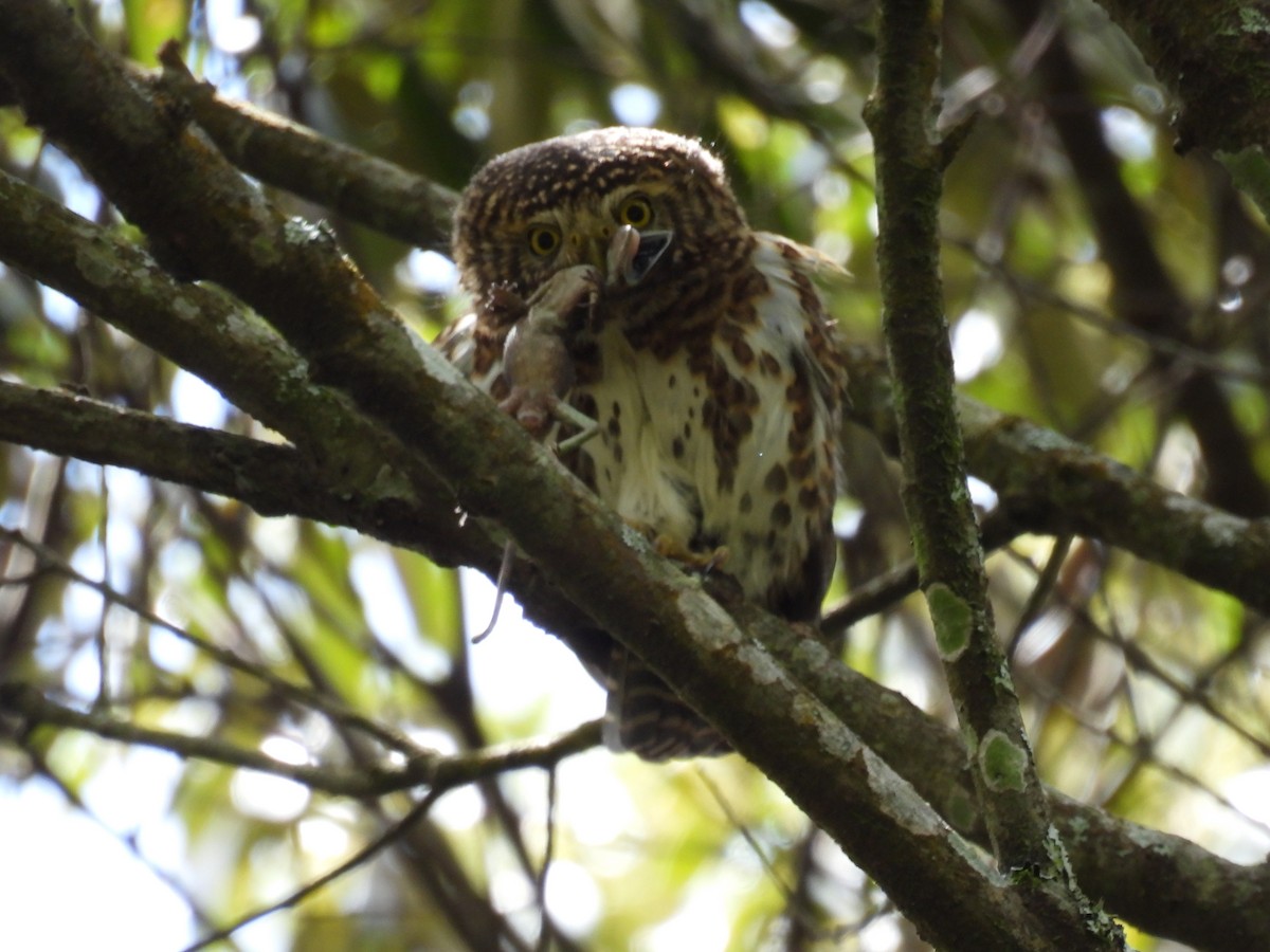 Collared Owlet - ML620410731