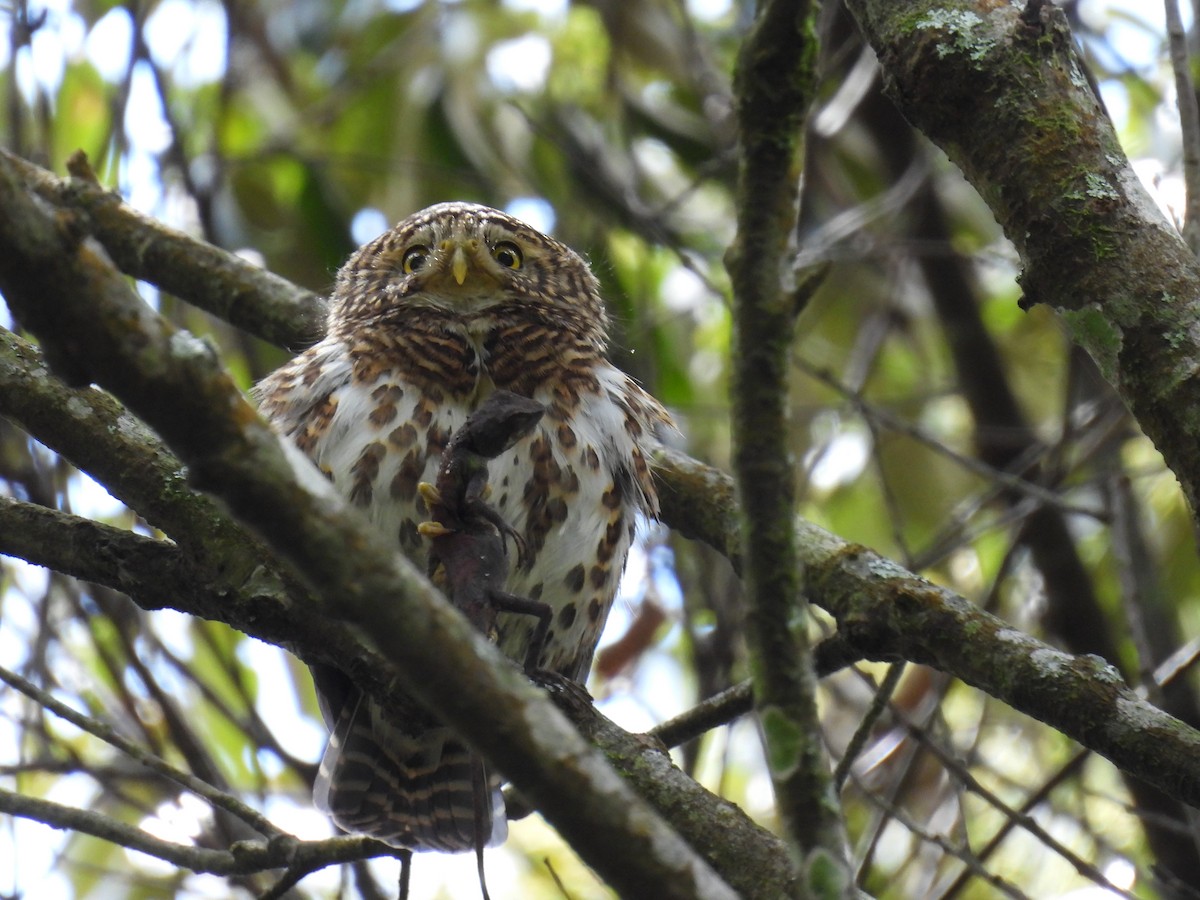 Collared Owlet - ML620410732