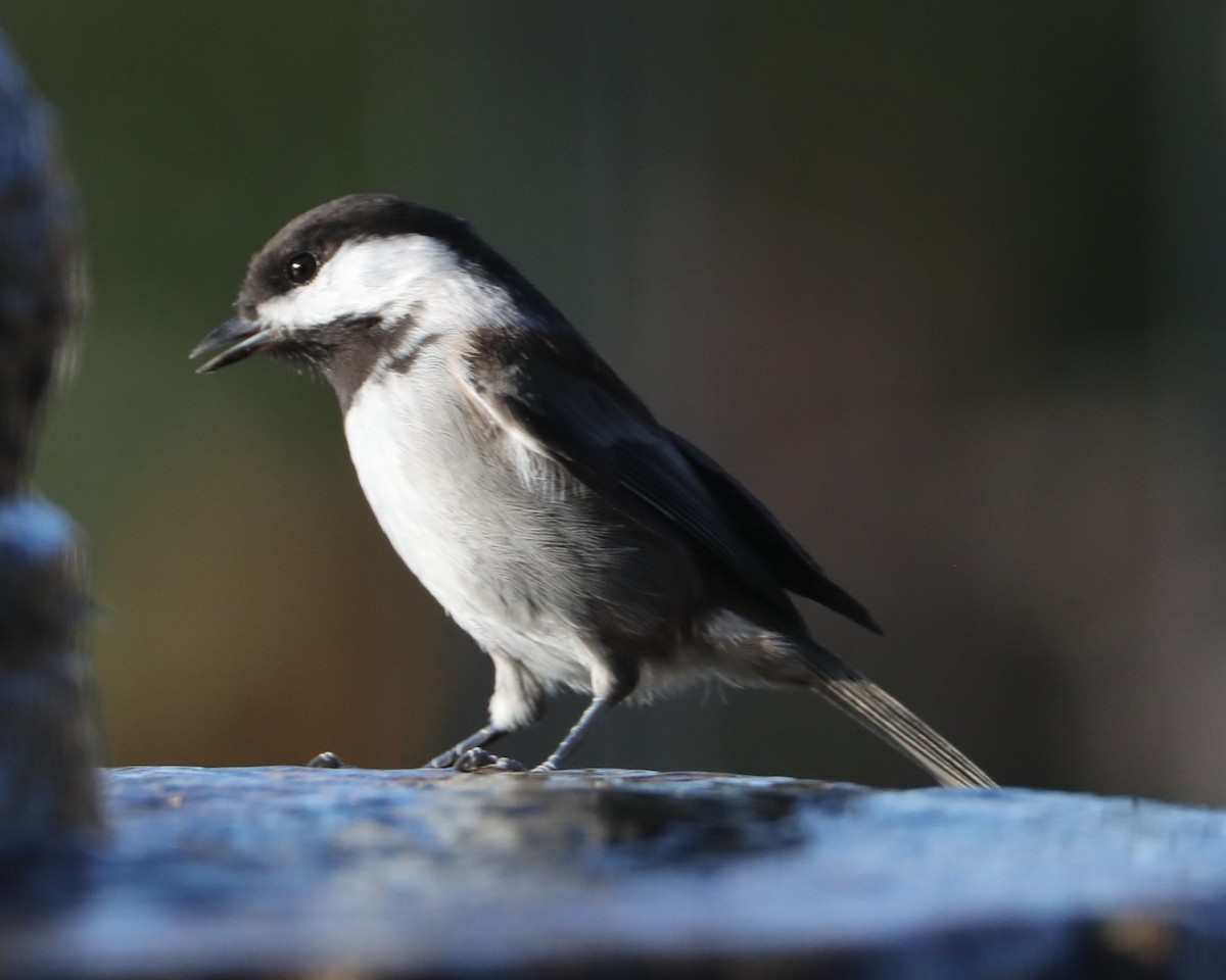 Chestnut-backed Chickadee - ML620410734