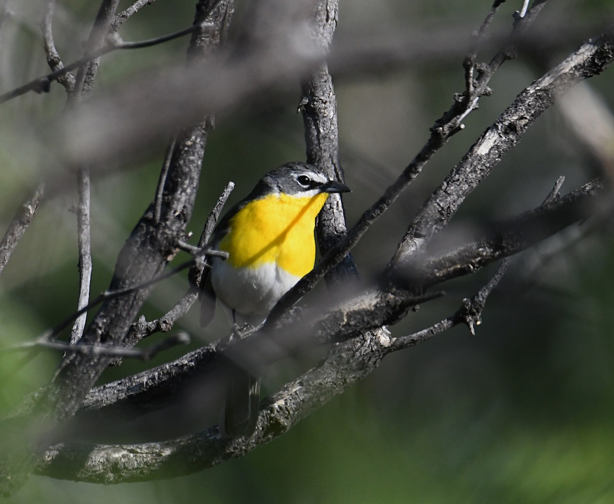 Yellow-breasted Chat - ML620410738