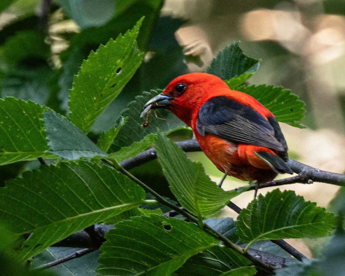 Scarlet Tanager - ML620410740