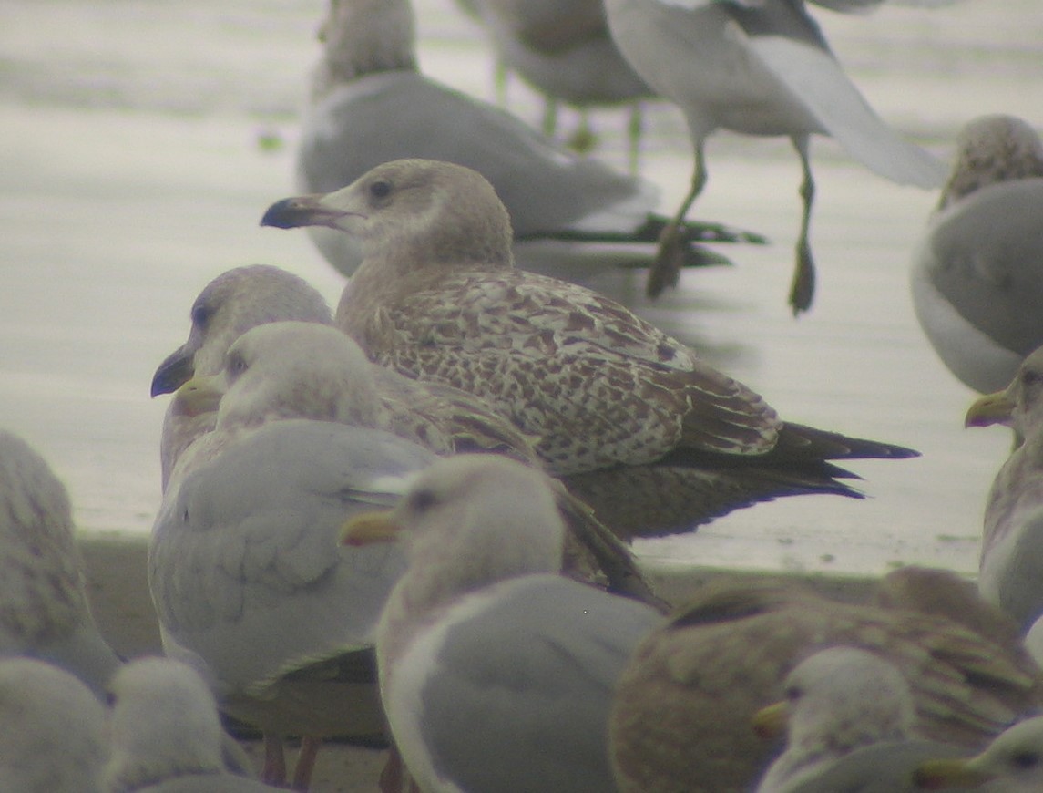 goéland sp. (Larus sp.) - ML620410742