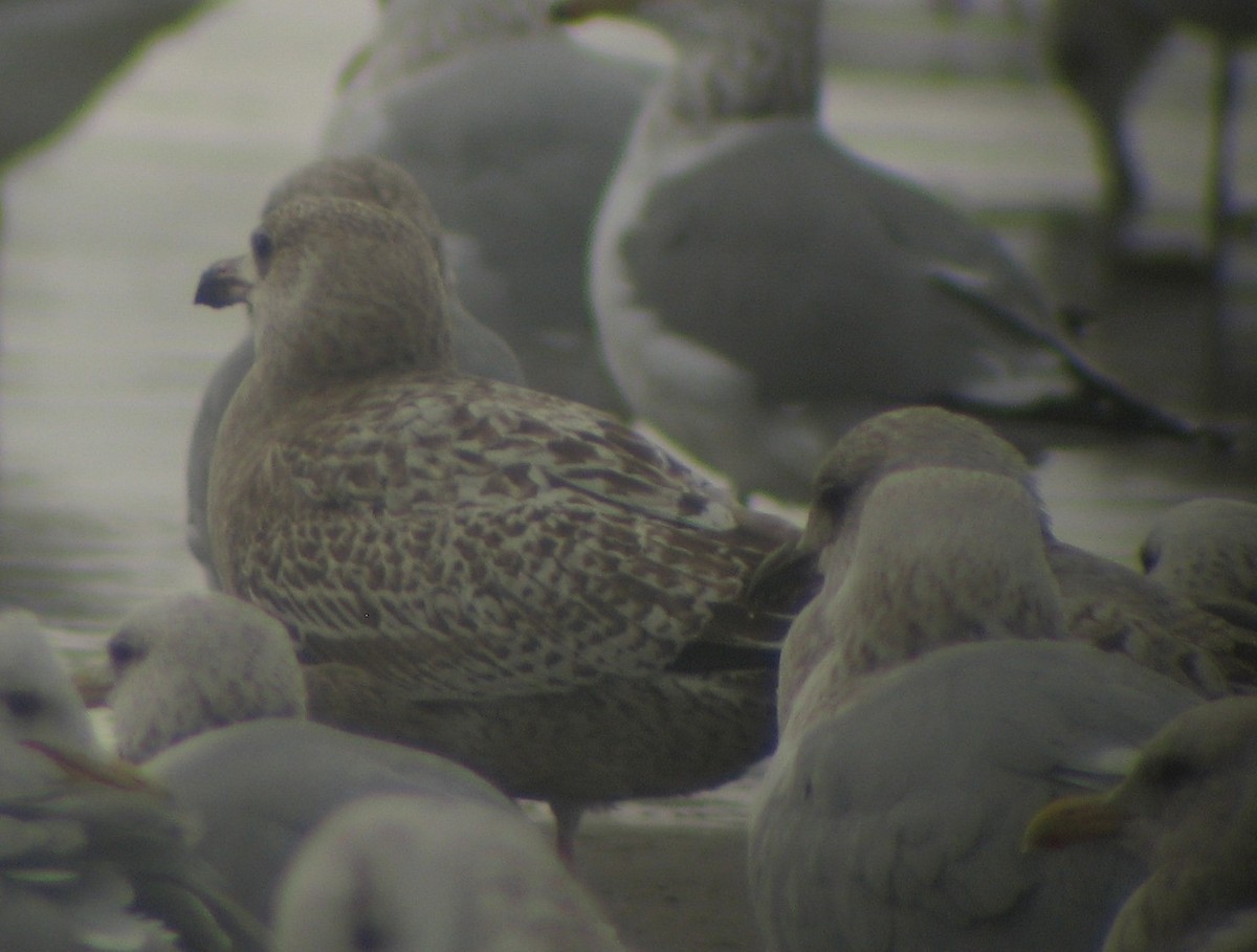 Gaviota (Larus) sp. - ML620410743