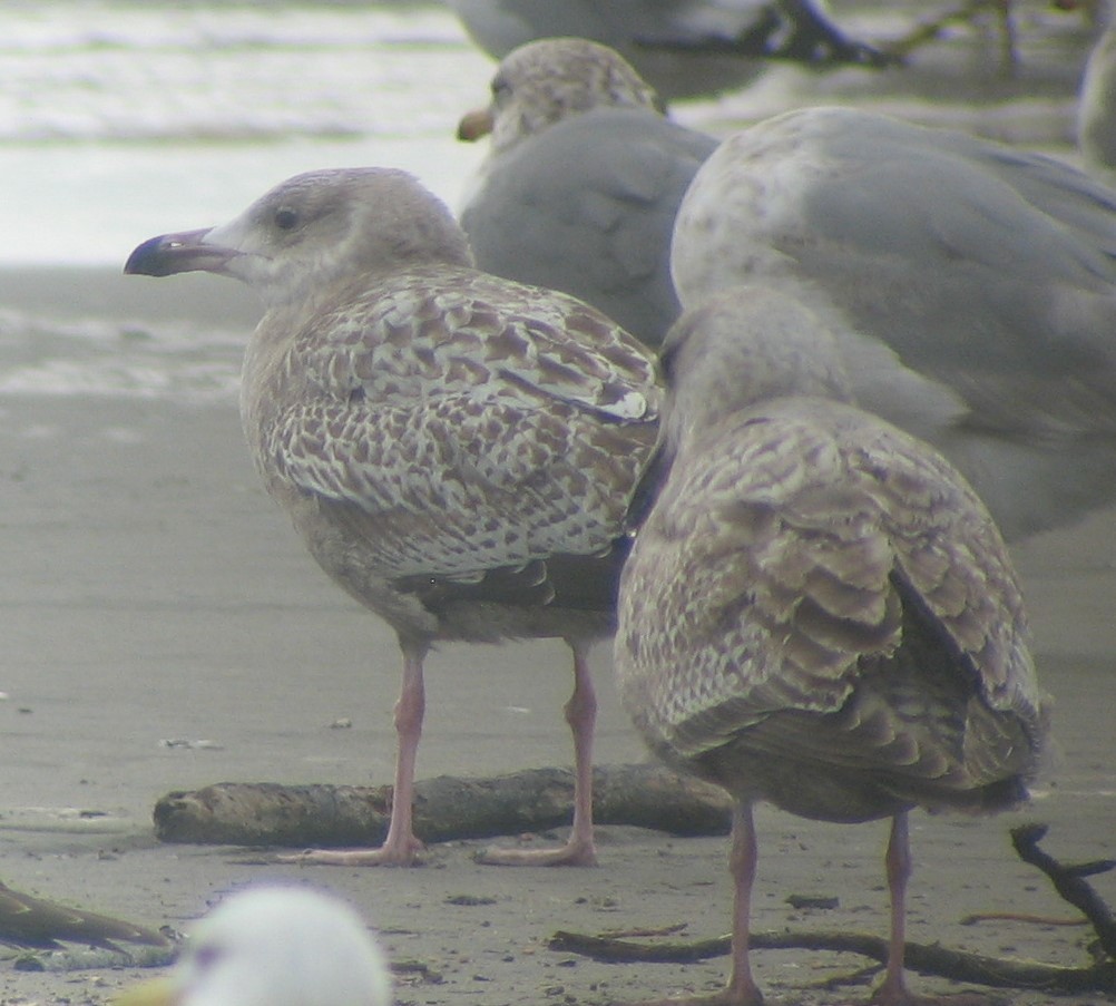 goéland sp. (Larus sp.) - ML620410746