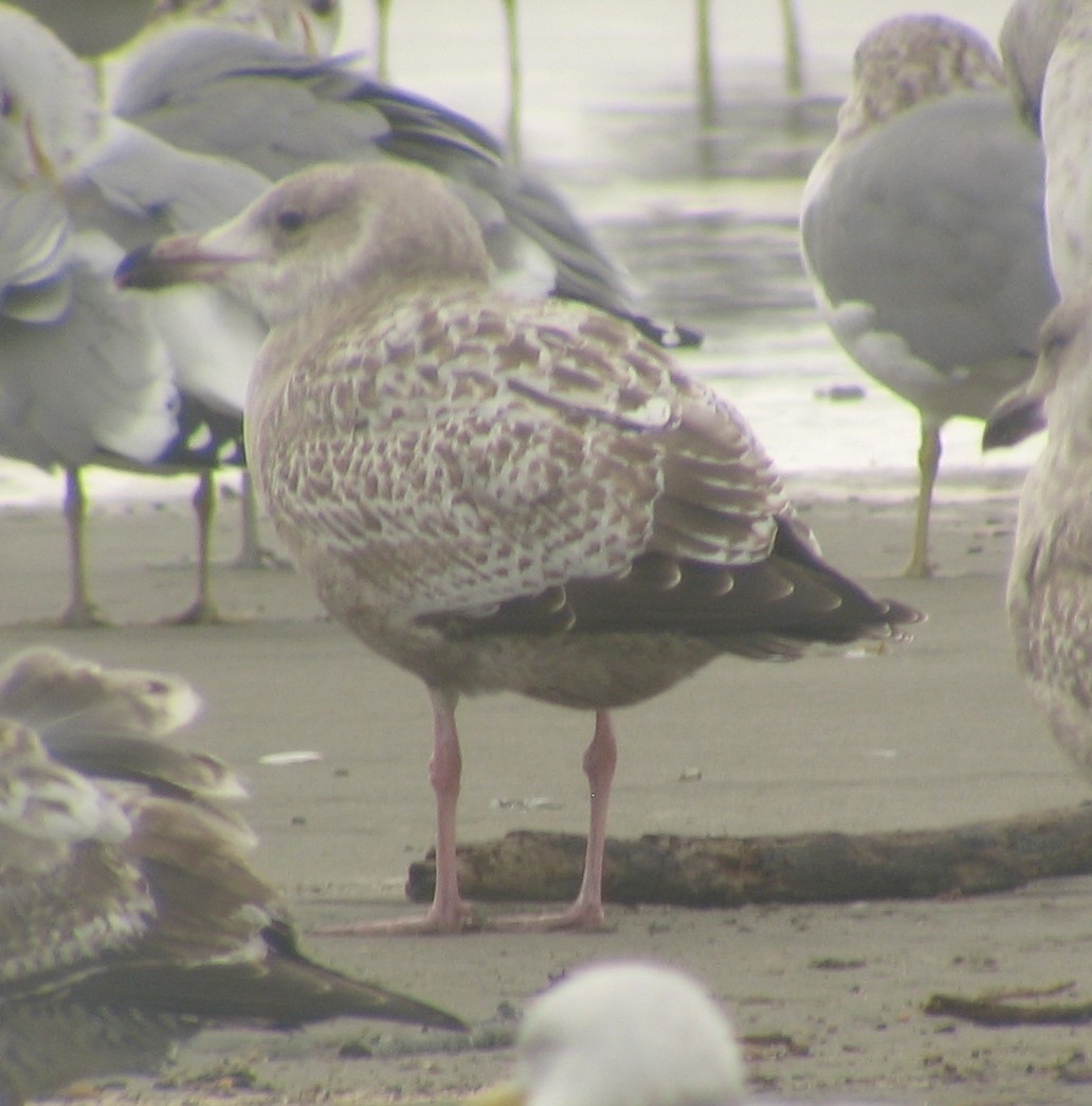 Larus sp. - ML620410748