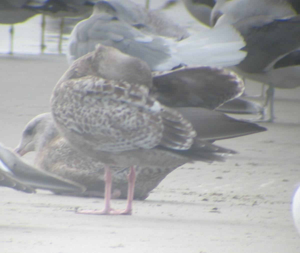 goéland sp. (Larus sp.) - ML620410758