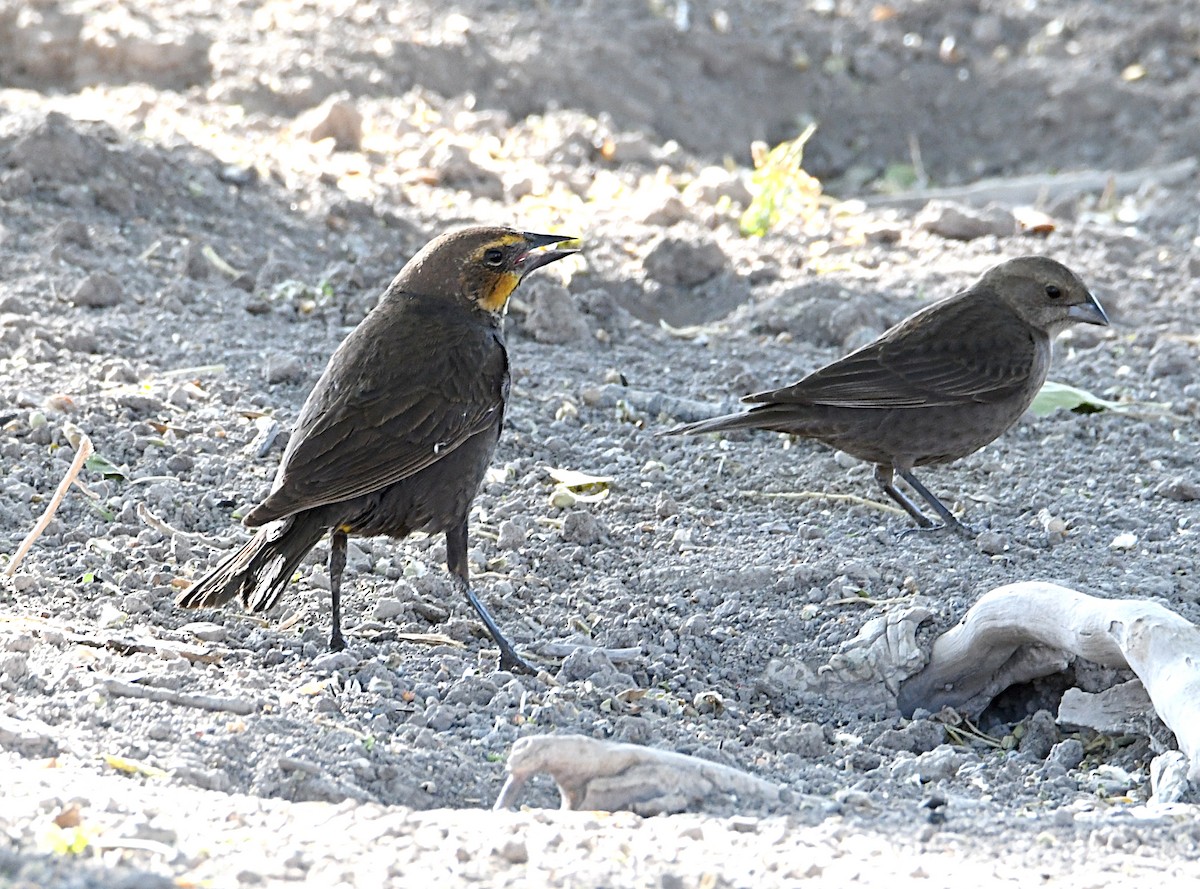 Yellow-headed Blackbird - ML620410765