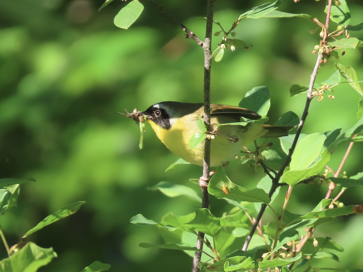 Common Yellowthroat - ML620410779