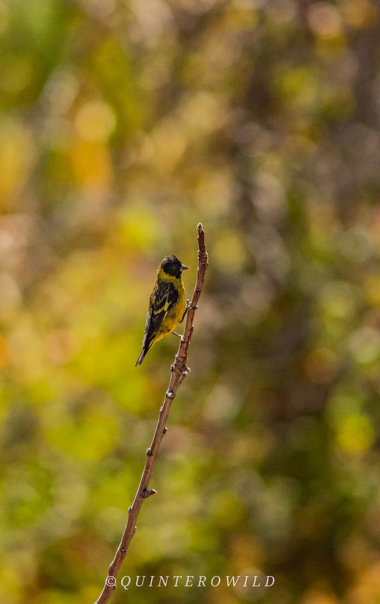 Thick-billed Siskin - ML620410781