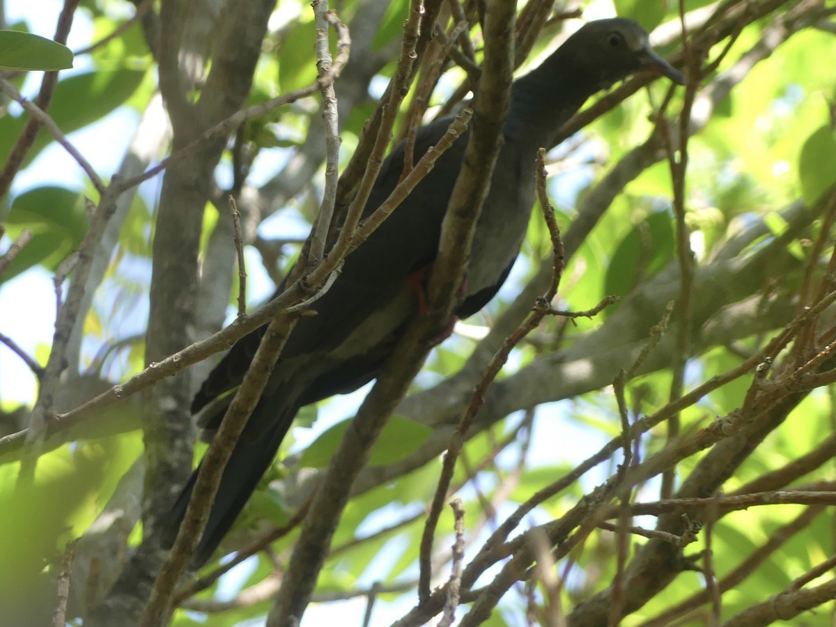 White-crowned Pigeon - ML620410791