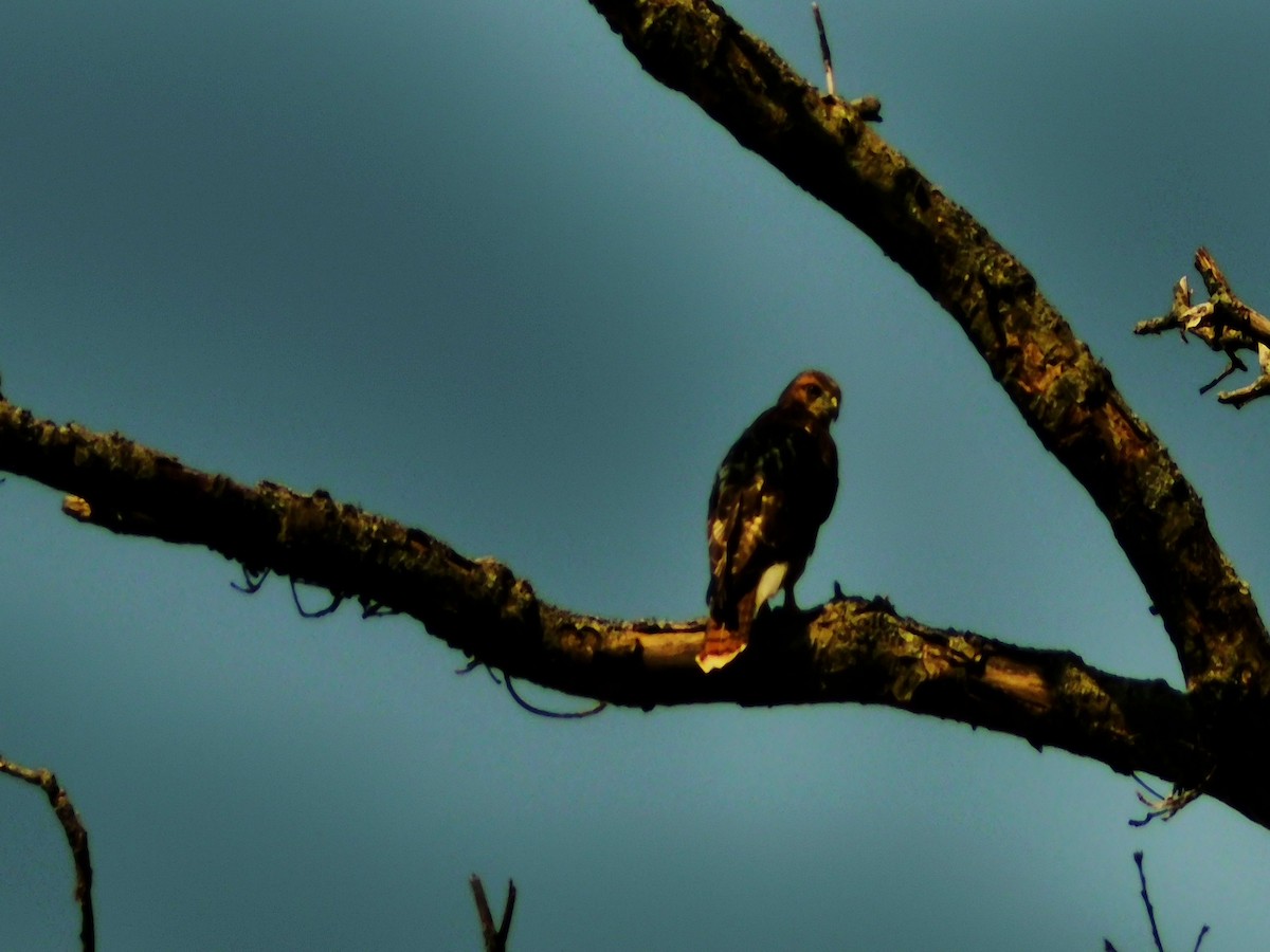 Red-tailed Hawk - ML620410793