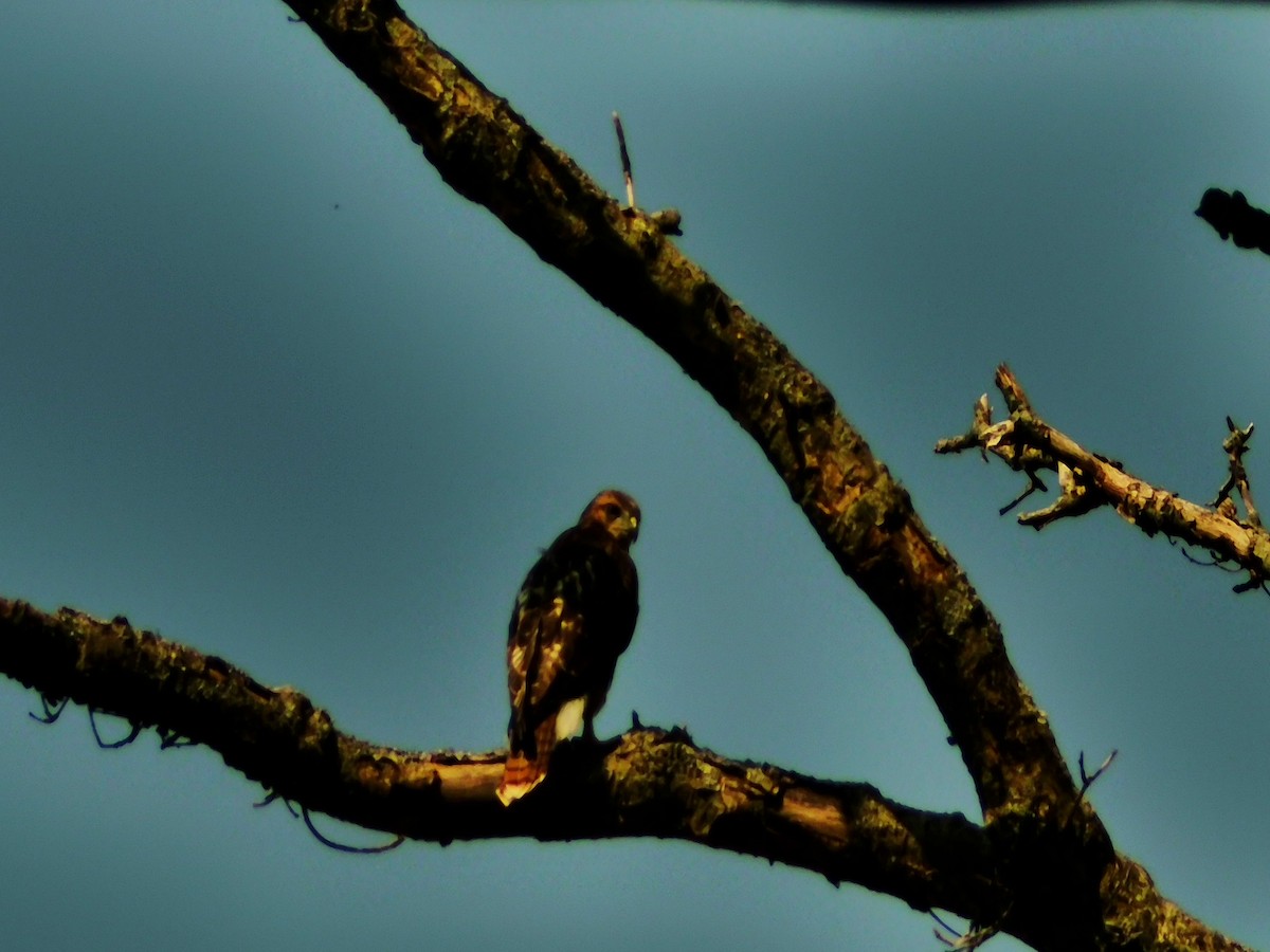 Red-tailed Hawk - ML620410794